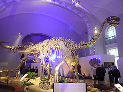 Musée Zoologique d'Helsinki (Finlande)