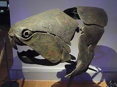 Musée Zoologique d'Helsinki (Finlande)