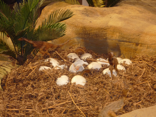 Musée Zoologique d'Helsinki (Finlande)