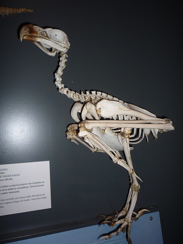 Musée Zoologique d'Helsinki (Finlande)
