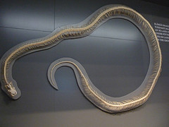 Musée Zoologique d'Helsinki (Finlande)