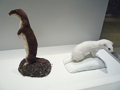 Musée Zoologique d'Helsinki (Finlande)