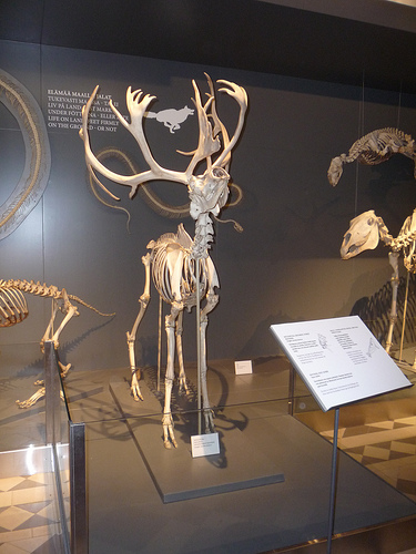 Musée Zoologique d'Helsinki (Finlande)