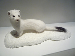 Musée Zoologique d'Helsinki (Finlande)