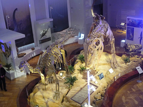 Musée Zoologique d'Helsinki (Finlande)