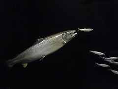 Musée Zoologique d'Helsinki (Finlande)