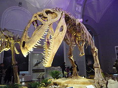 Musée Zoologique d'Helsinki (Finlande)