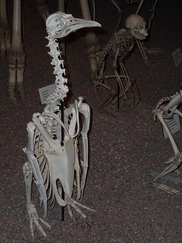Musée Zoologique d'Helsinki (Finlande)