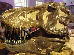 Musée Zoologique d'Helsinki (Finlande)