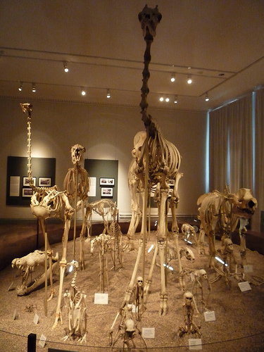 Musée Zoologique d'Helsinki (Finlande)