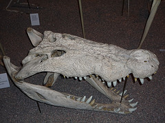 Musée Zoologique d'Helsinki (Finlande)