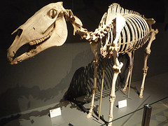 Musée Zoologique d'Helsinki (Finlande)