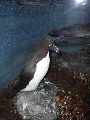 Musée Zoologique d'Helsinki (Finlande)
