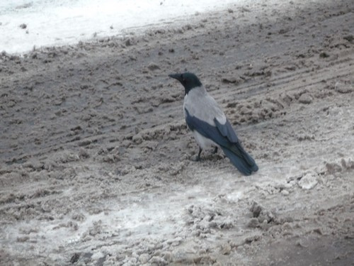 Oiseaux Helsinki