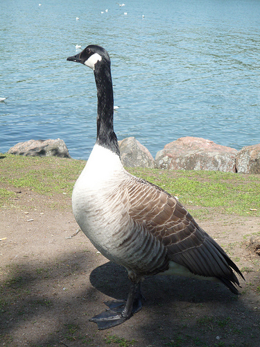 Oiseaux Seurasaari Helsinki Finlande