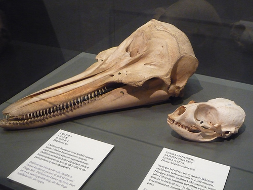 Musée Zoologique d'Helsinki (Finlande)