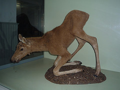Musée Zoologique d'Helsinki (Finlande)