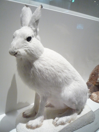 Musée Zoologique d'Helsinki (Finlande)