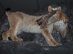 Musée Zoologique d'Helsinki (Finlande)