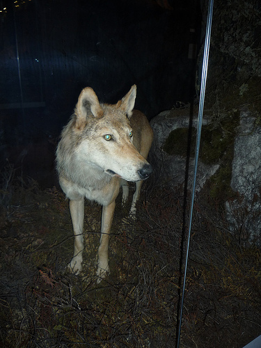 Musée Zoologique d'Helsinki (Finlande)