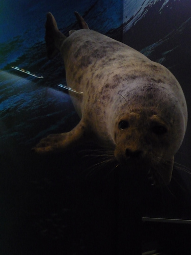 Musée Zoologique d'Helsinki (Finlande)