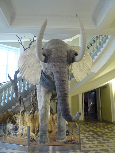Musée Zoologique d'Helsinki (Finlande)