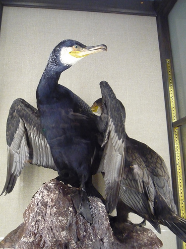 Musée Zoologique d'Helsinki (Finlande)