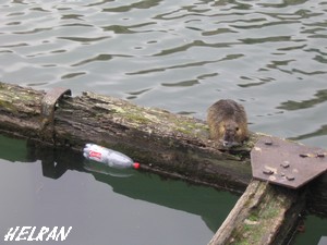 Myocastor coypus