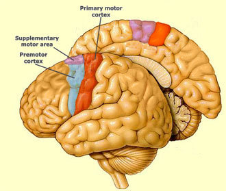 Cortex Moteur cerveau humain
