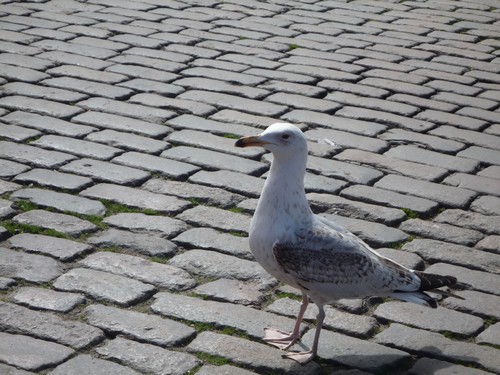 oiseaux port Helsinki