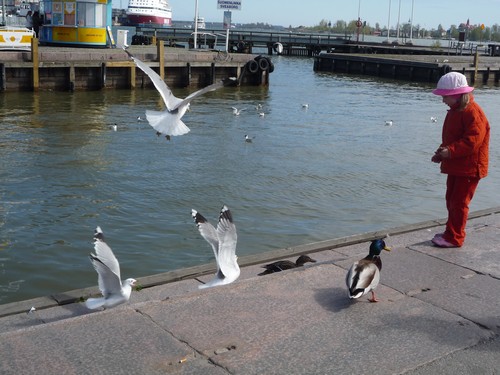 Oiseaux port Helsinki