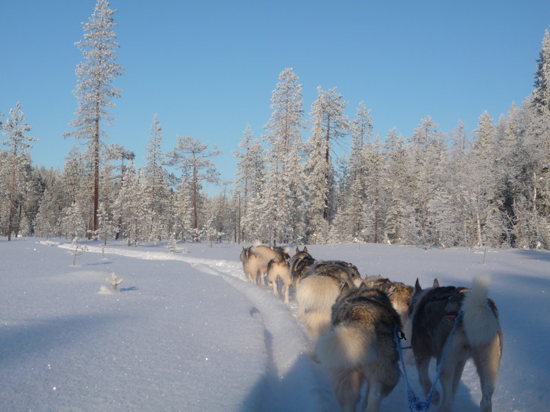 Husky Lappland
