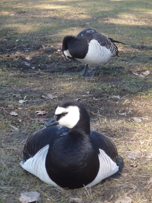 valkoposki Parc sibelius oiseaux Helsinki