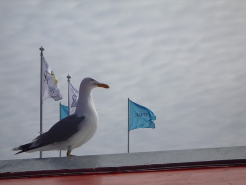 Oiseaux port Helsinki