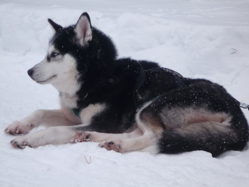 Husky