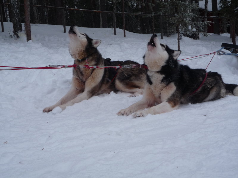 Husky