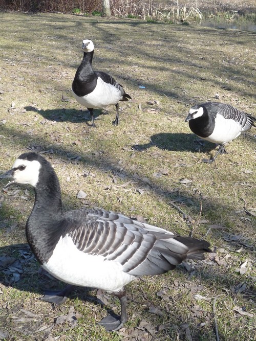 valkoposki oiseau finlande helsinki