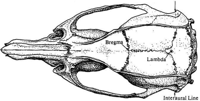 Crâne de rat