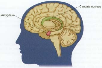 Amygdale humain cerveau