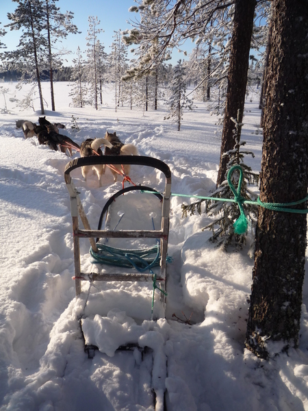 Husky Lappland