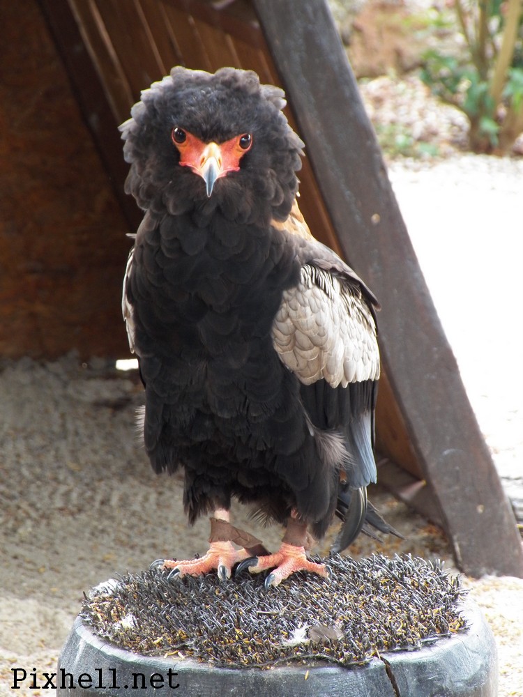 volerie des aigles