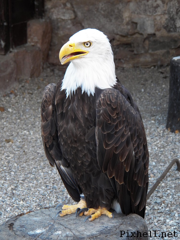 volerie des aigles