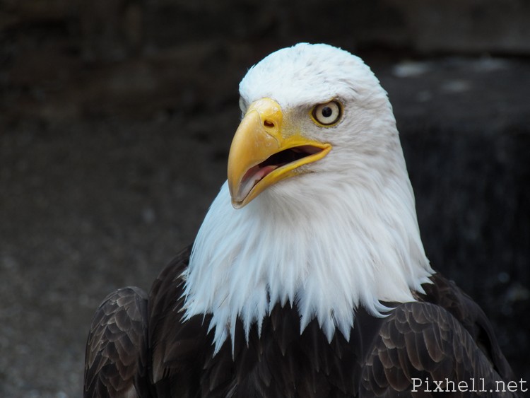 volerie des aigles