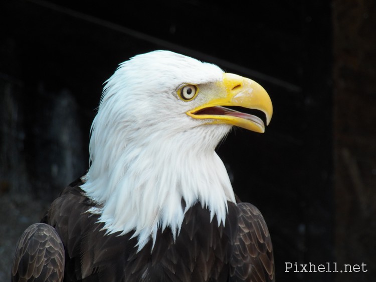 volerie des aigles