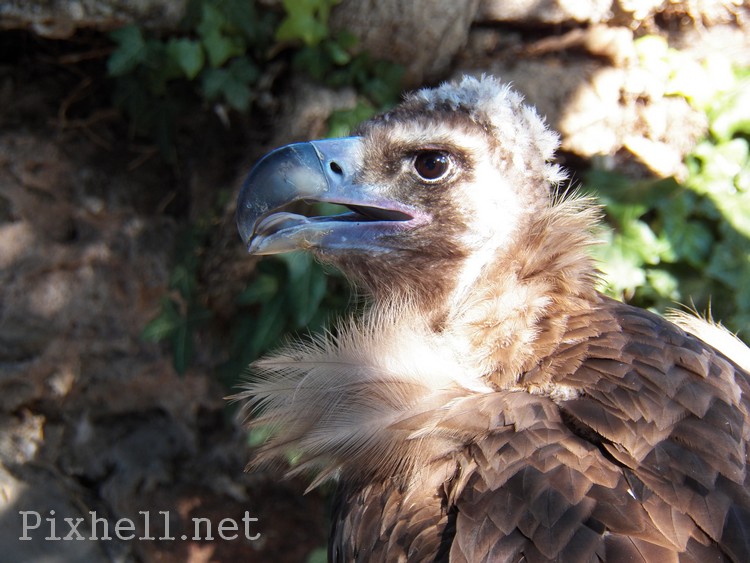 volerie des aigles