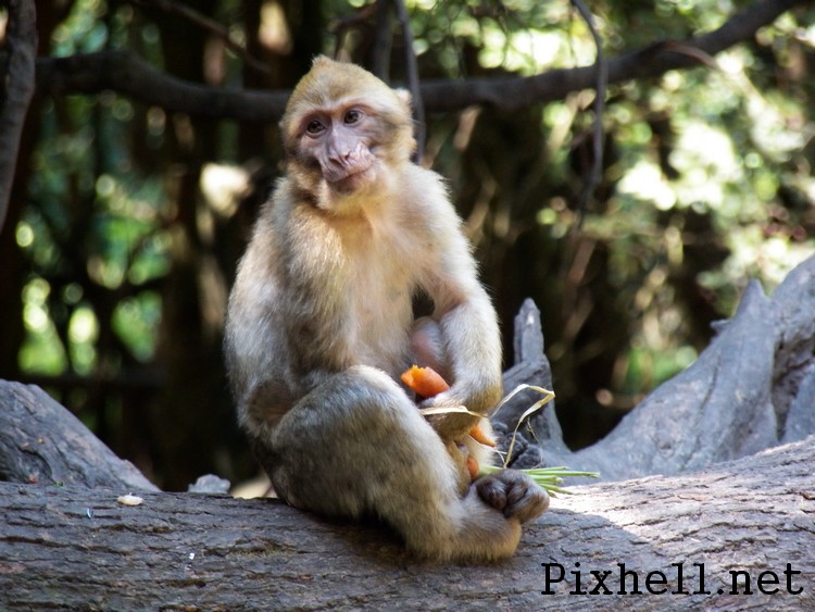 montagne des singes